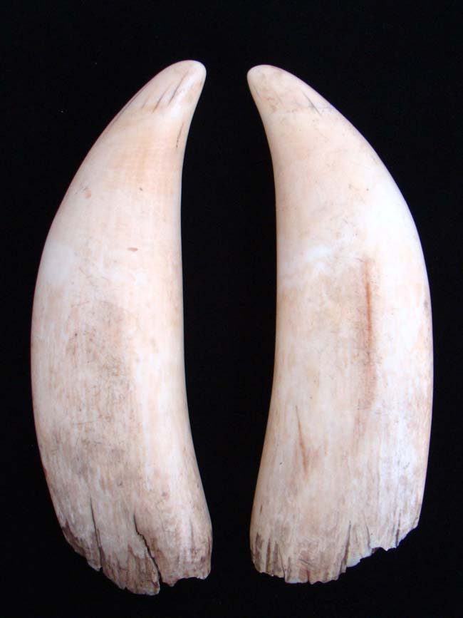 Possibly the Largest and Finest Pair of Antique Whale's Teeth on the market today !!